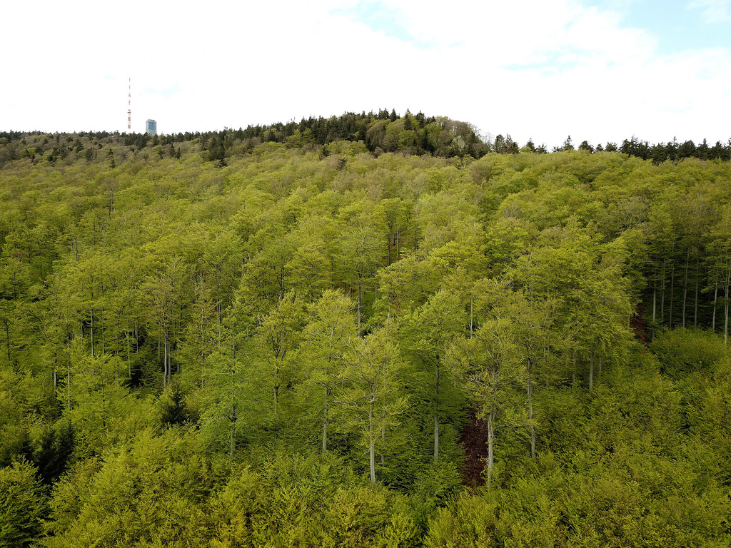 NSG 038, Blick von Südosten auf die Südseite des Großen Inselsbergs (Landkreise Schmalkalden-Meiningen und Gotha) mit seinem Hainsimsen-Buchenwald. In der Bildmitte oben: die Reitsteine. (Foto: Holm Wenzel, 23.05.2021)