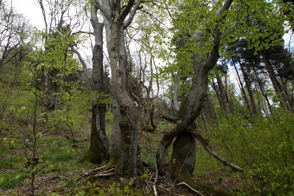 NSG 038, Hainsimsen-Buchenwald unterhalb der Reitsteine auf der Südseite des Großen Inselsbergs (Landkreise Schmalkalden-Meiningen und Gotha). (Foto: Holm Wenzel, 23.05.2021)