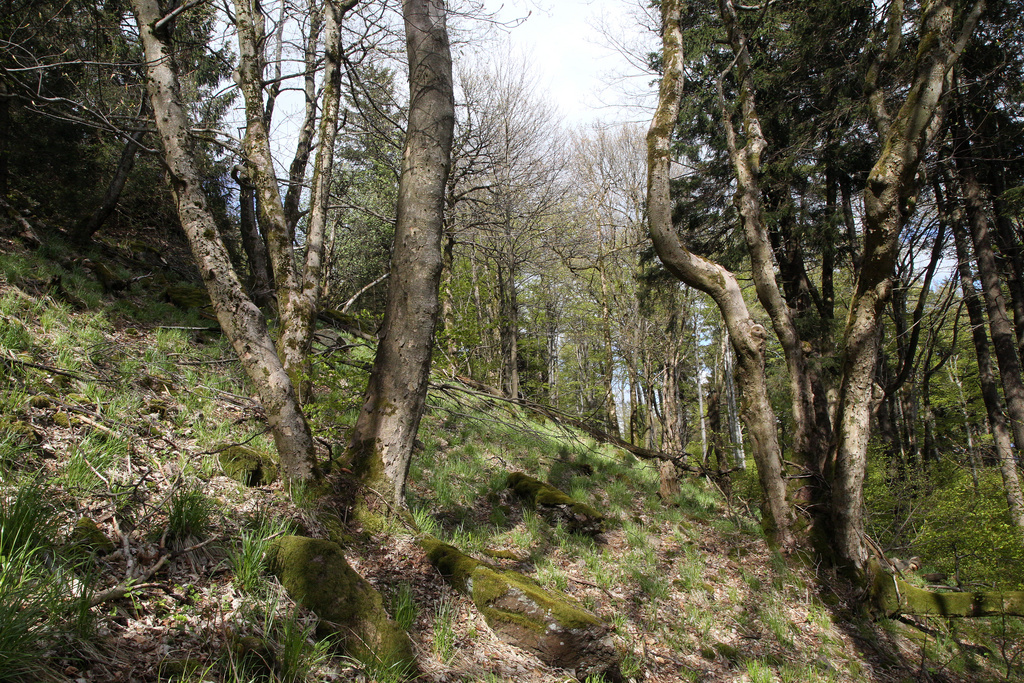 NSG 038, Hainsimsen-Buchenwald unterhalb der Reitsteine auf der Südseite des Großen Inselsbergs (Landkreise Schmalkalden-Meiningen und Gotha). (Foto: Holm Wenzel, 23.05.2021)