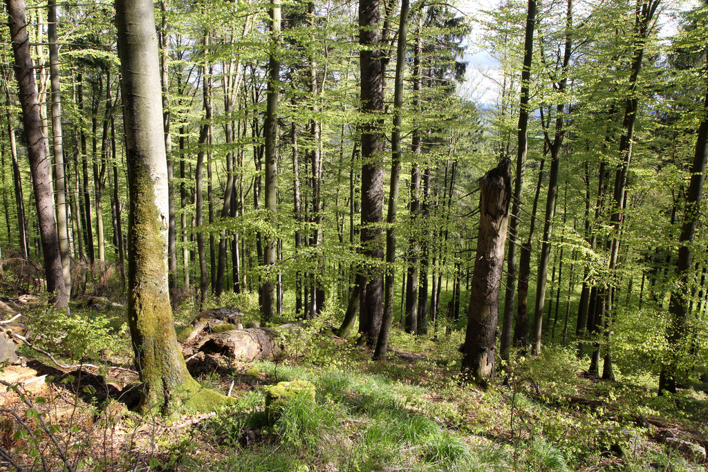 NSG 038, Hainsimsen-Buchenwald in der bewirtschaftungs- und pflegefreien Zone (ehemaliges Totalreservat) auf der Südseite des Großen Inselsbergs (Landkreise Schmalkalden-Meiningen und Gotha). (Foto: Holm Wenzel, 23.05.2021)