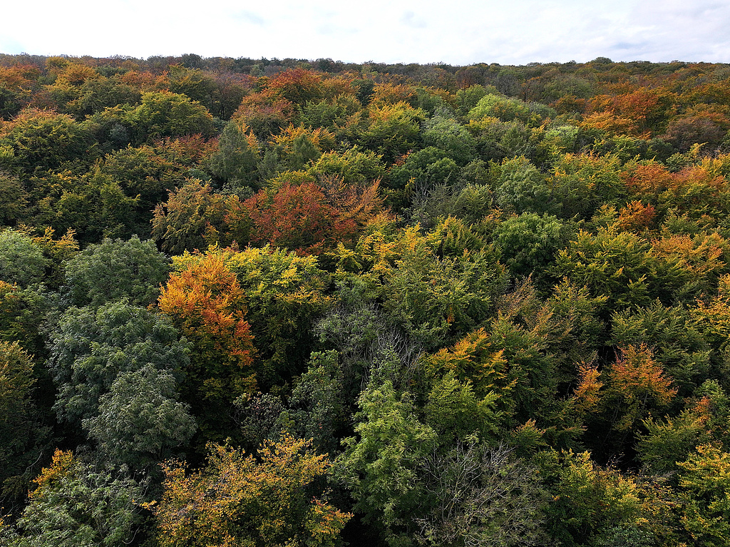 NSG 42, edellaubholzreichere Ausbildung des Waldgersten-Buchenwaldes im NSG „Hirschgrund“ in der Fahnerschen Höhe südwestlich Großfahner (Landkreis Gotha). (Foto: Holm Wenzel, 19.10.2024)