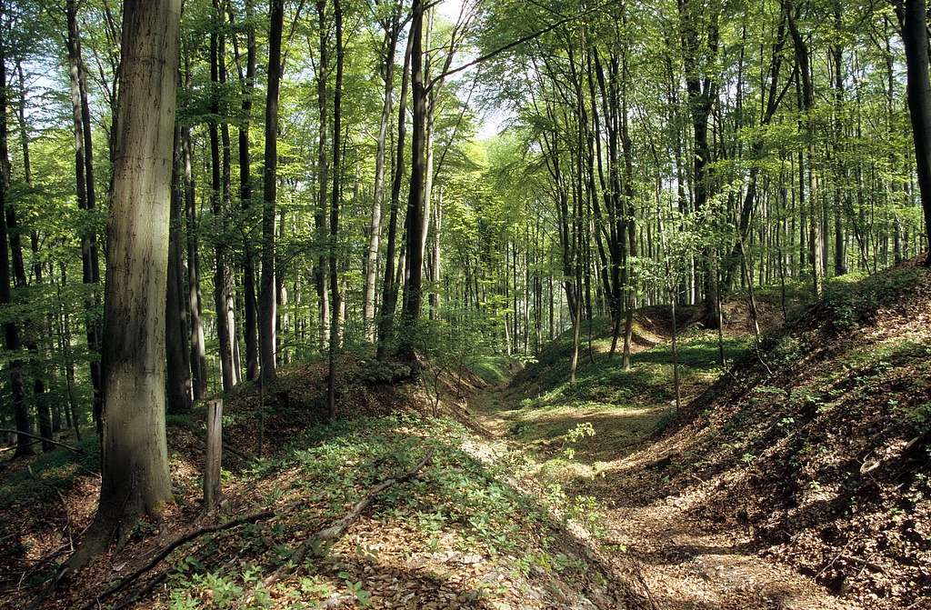 NSG 42, Hohlweg der Fahner Trift durch Waldgersten-Buchenwald im Nordwesten des NSG „Hirschgrund“ in der Fahnerschen Höhe südwestlich Großfahner (Landkreis Gotha). (Foto: Holm Wenzel, 22.04.2009)