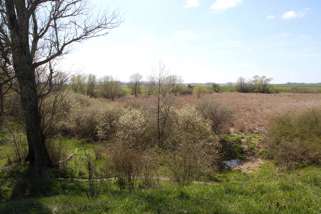 NSG 044, Blick von der Nordostgrenze nach Südwesten auf den mittleren Teil des NSG „Alacher See“ (kreisfreie Stadt Erfurt). (Foto: Holm Wenzel, 25.04.2021)