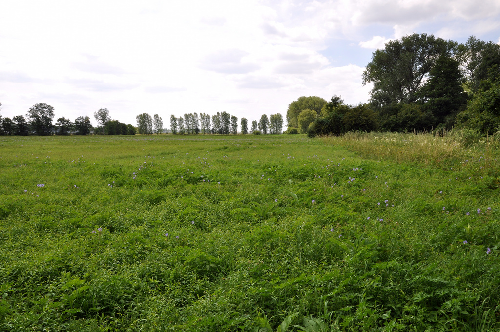 NSG 046, Blick von Norden auf die Mönchswiese im NSG „Alperstedter Ried“. (Foto: Holm Wenzel, 16.07.2011)