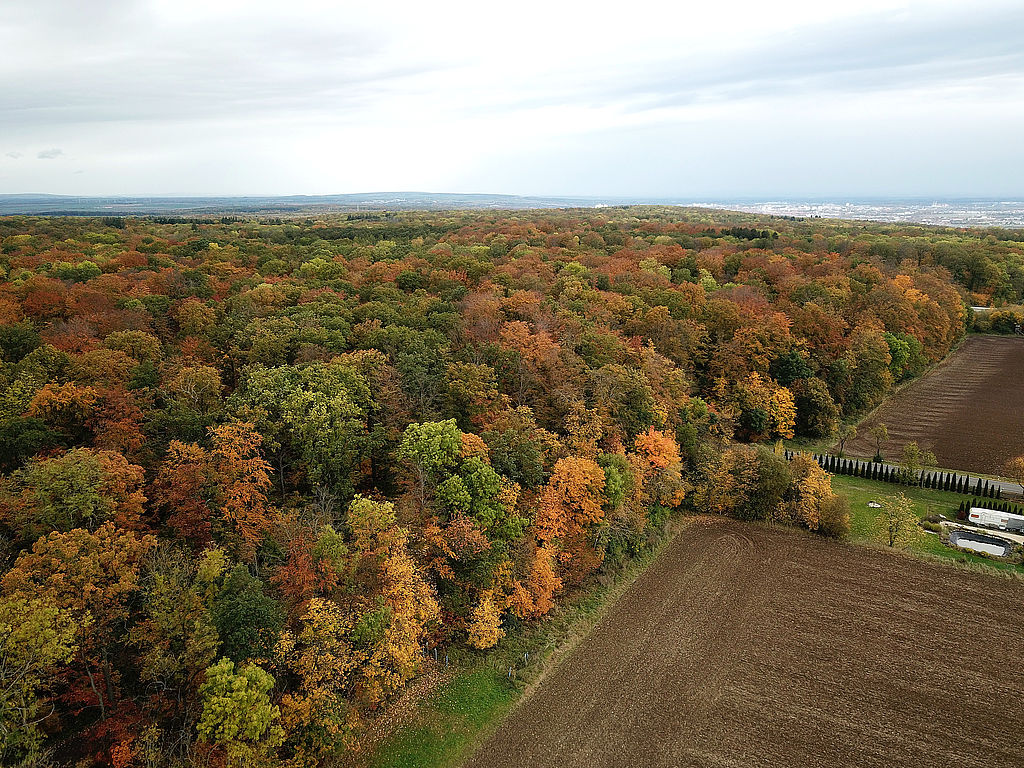 NSG 048, Blick von Ostsüdost auf östlichen Bereich des südlich der Autobahn A4 liegenden Teils des NSG „Aspenbusch“ (kreisfreie Stadt Erfurt) mit inzwischen hauptsächlich Waldmeister-Buchenwald mit Eichen und Eschen, z. T. auch Labkraut-Traubeneichen-Hainbuchenwald. Im Hintergrund rechts: Stadt Erfurt. (Foto: Holm Wenzel, 29.10.2023) 