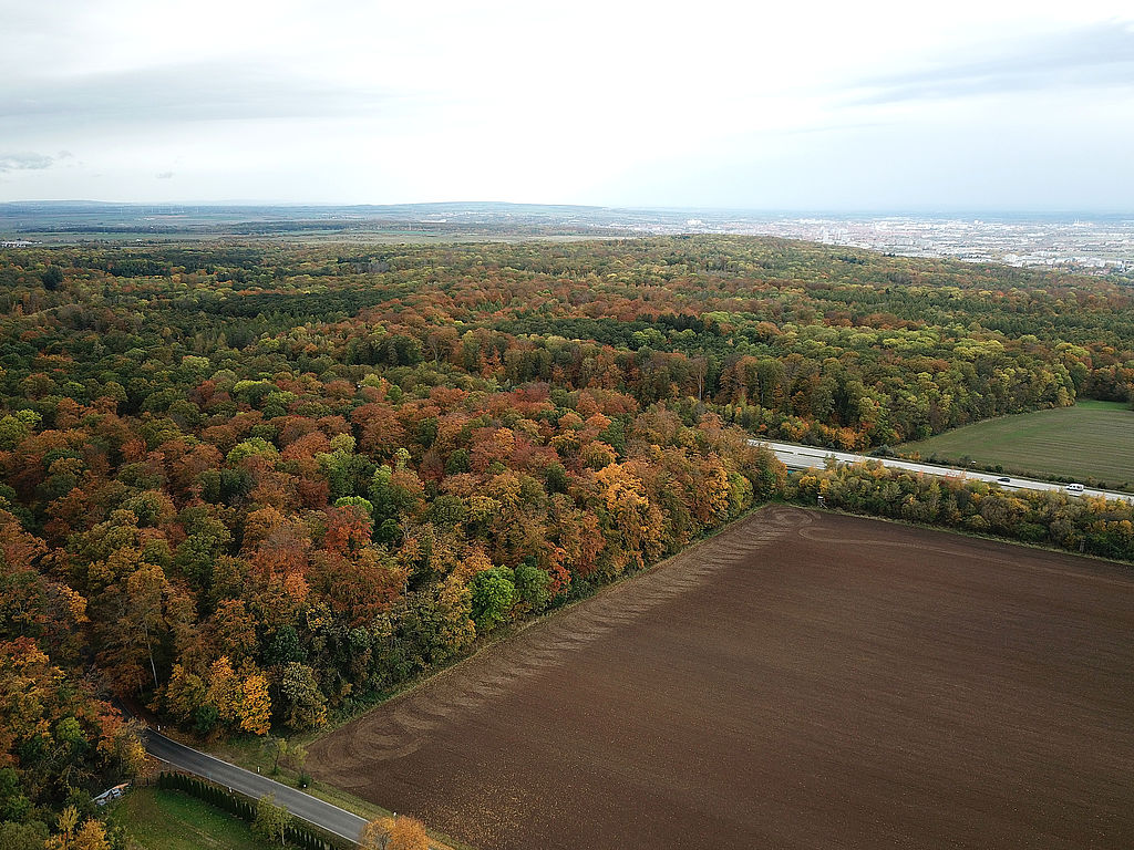 NSG 048, Blick von Südosten auf Ausschnitt im Osten des südlich der Autobahn A4 liegenden Teils (vorn) sowie auf den nördlich der A4 liegenden Teil des NSG „Aspenbusch“ (kreisfreie Stadt Erfurt) mit inzwischen hauptsächlich Waldmeister-Buchenwald mit Eichen und Eschen, z. T. auch Labkraut-Traubeneichen-Hainbuchenwald. Hintere Bildmitte: Willroder Forst mit Zeisigberg und Nationalem Naturerbe, vorn links: Straße von Schellroda (Landkreis Weimarer Land) zum Forsthaus Willrode (jenseits der A4), im Hintergrund rechts: Stadt Erfurt. (Foto: Holm Wenzel, 29.10.2023) 