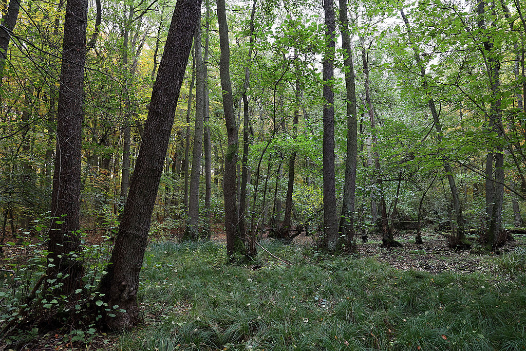 NSG 048, Erlen-Bruchwald im Totalreservat im südlich der Autobahn A4 liegenden Teil des NSG „Aspenbusch“ (kreisfreie Stadt Erfurt). (Foto: Holm Wenzel, 29.10.2023)