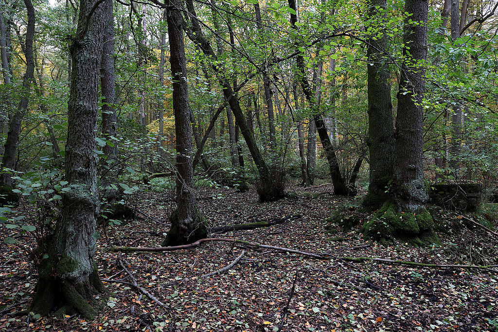 NSG 048, Erlen-Bruchwald im Totalreservat im südlich der Autobahn A4 liegenden Teil des NSG „Aspenbusch“ (kreisfreie Stadt Erfurt). (Foto: Holm Wenzel, 29.10.2023)