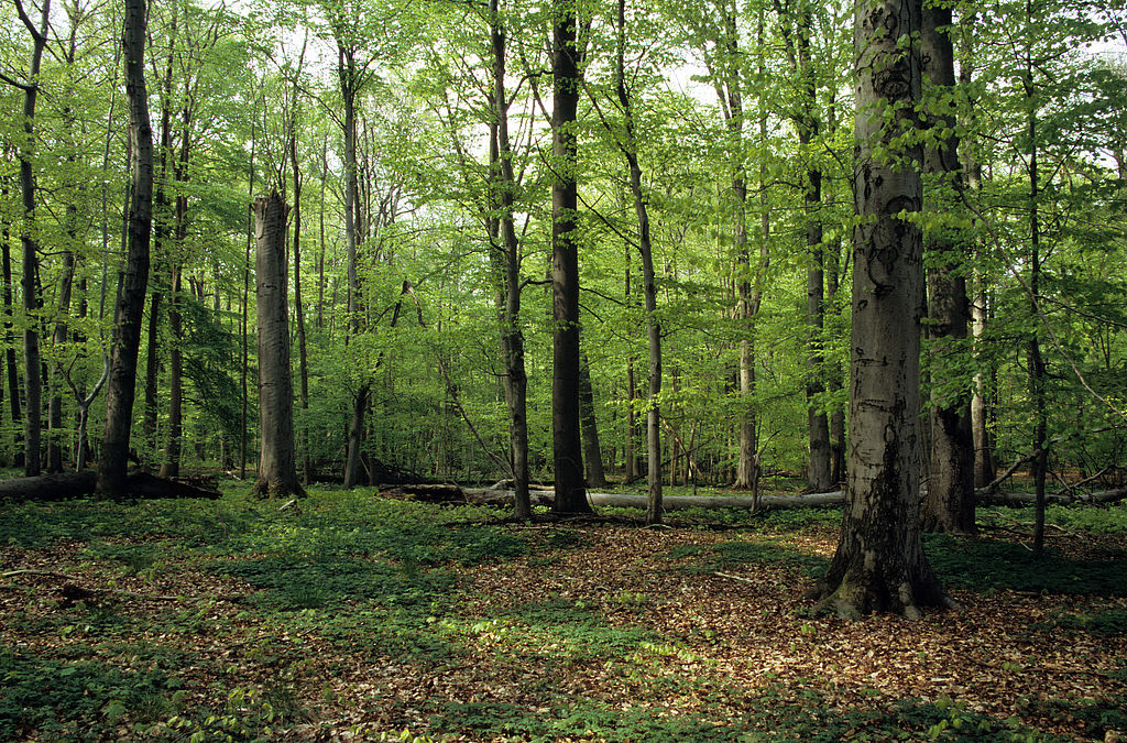 NSG 048, Waldmeister-Buchenwald im Totalreservat im südlich der Autobahn A4 liegenden Teil des NSG „Aspenbusch“ (kreisfreie Stadt Erfurt). (Foto: Holm Wenzel, 08.05.2010)