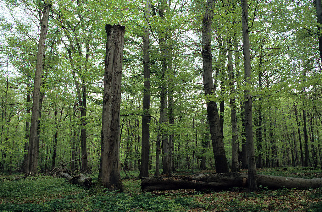 NSG 048, Waldmeister-Buchenwald im Totalreservat im südlich der Autobahn A4 liegenden Teil des NSG „Aspenbusch“ (kreisfreie Stadt Erfurt). (Foto: Holm Wenzel, 08.05.2010)