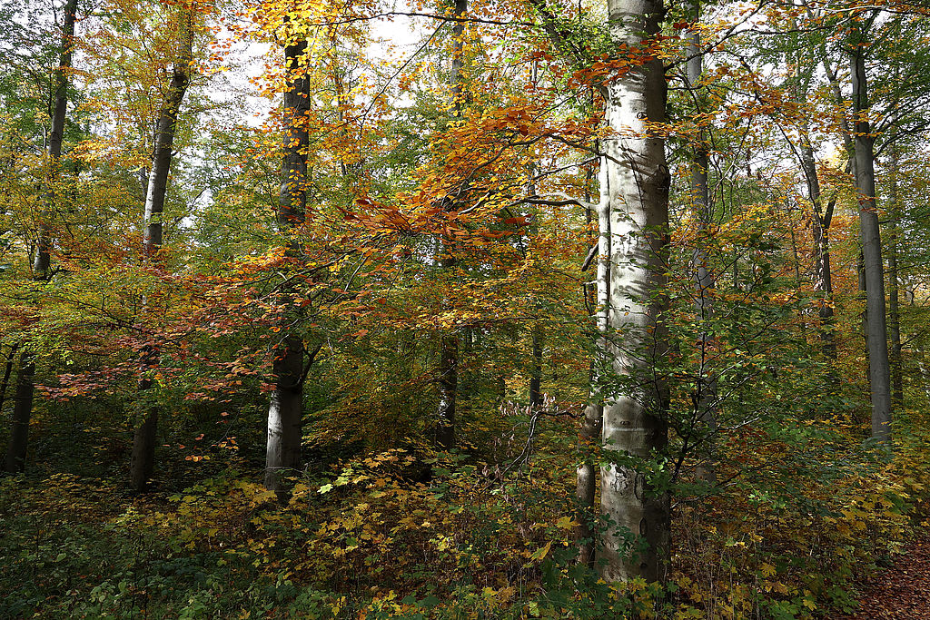 NSG 048, Waldmeister-Buchenwald im südlich der Autobahn A4 liegenden Teil des NSG „Aspenbusch“ (kreisfreie Stadt Erfurt). (Foto: Holm Wenzel, 29.10.2023)