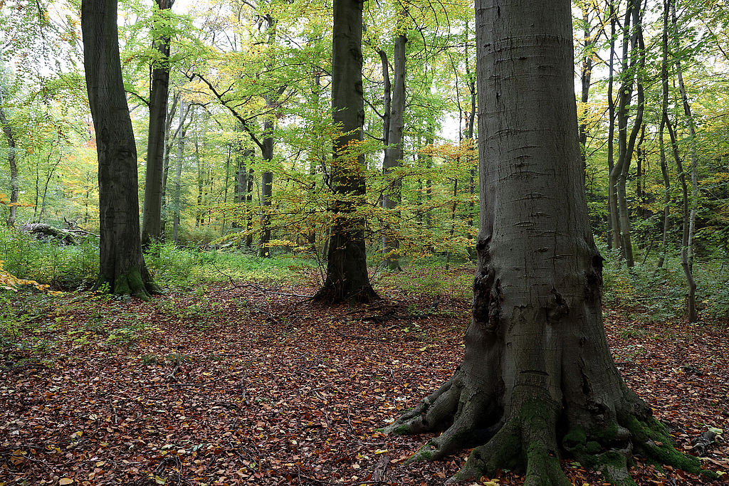 NSG 048, Waldmeister-Buchenwald im Totalreservat im südlich der Autobahn A4 liegenden Teil des NSG „Aspenbusch“ (kreisfreie Stadt Erfurt). (Foto: Holm Wenzel, 29.10.2023)