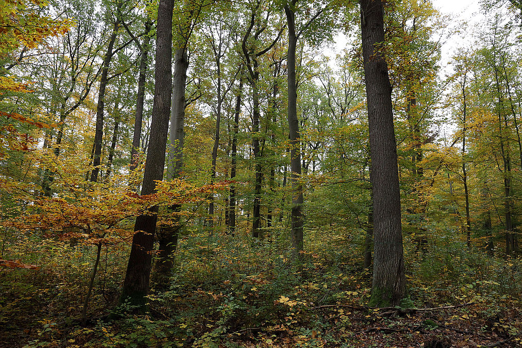 NSG 048, eichenreicher Waldmeister-Buchenwald im südlich der Autobahn A4 liegenden Teil des NSG „Aspenbusch“ (kreisfreie Stadt Erfurt). (Foto: Holm Wenzel, 29.10.2023)