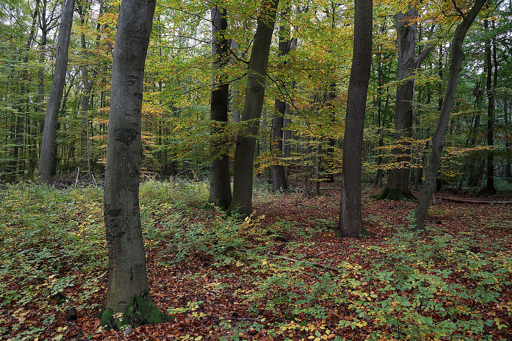 NSG 048, eichenreicher Waldmeister-Buchenwald im südlich der Autobahn A4 liegenden Teil des NSG „Aspenbusch“ (kreisfreie Stadt Erfurt). (Foto: Holm Wenzel, 29.10.2023)