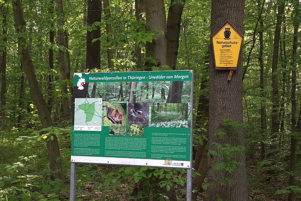 NSG 49, Infotafel zur Naturwaldparzelle „Raufenschlag“, in der das NSG „Rautenschlag“ (kreisfreie Stadt Weimar) liegt, an der Wegkreuzung am östlichsten Punkt des NSG. (Foto: Holm Wenzel, 12.05.2016)