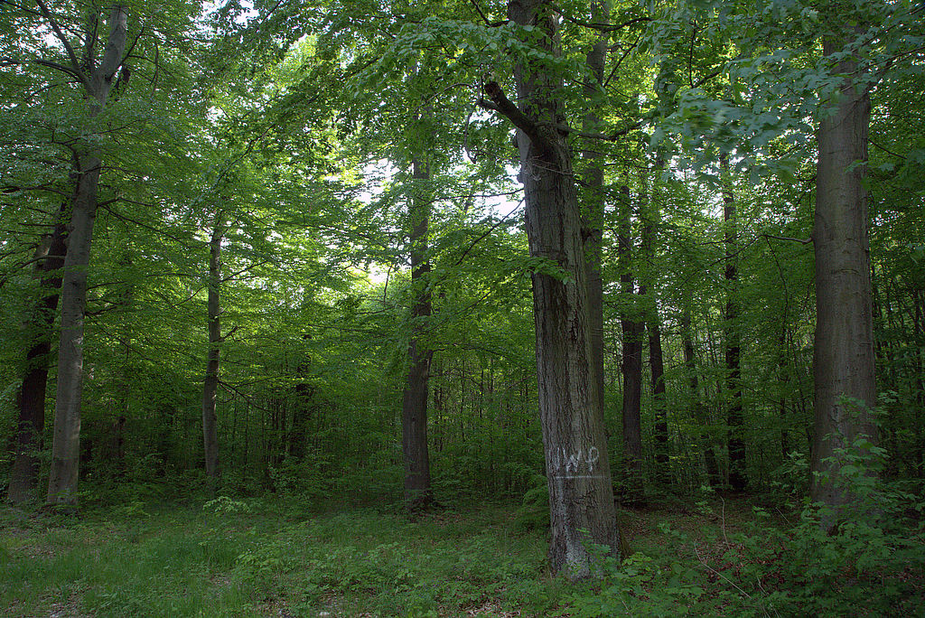 NSG 49, forstnutzungsfreier Laubmischwald aus Edellaubholz, Buche und Esche an der Außengrenze im Nordosten des NSG „Rautenschlag“ (kreisfreie Stadt Weimar) südlich der Braunsquelle (gleichzeitig Grenze der Naturwaldparzelle „Raufenschlag“). (Foto: Holm Wenzel, 12.05.2016)