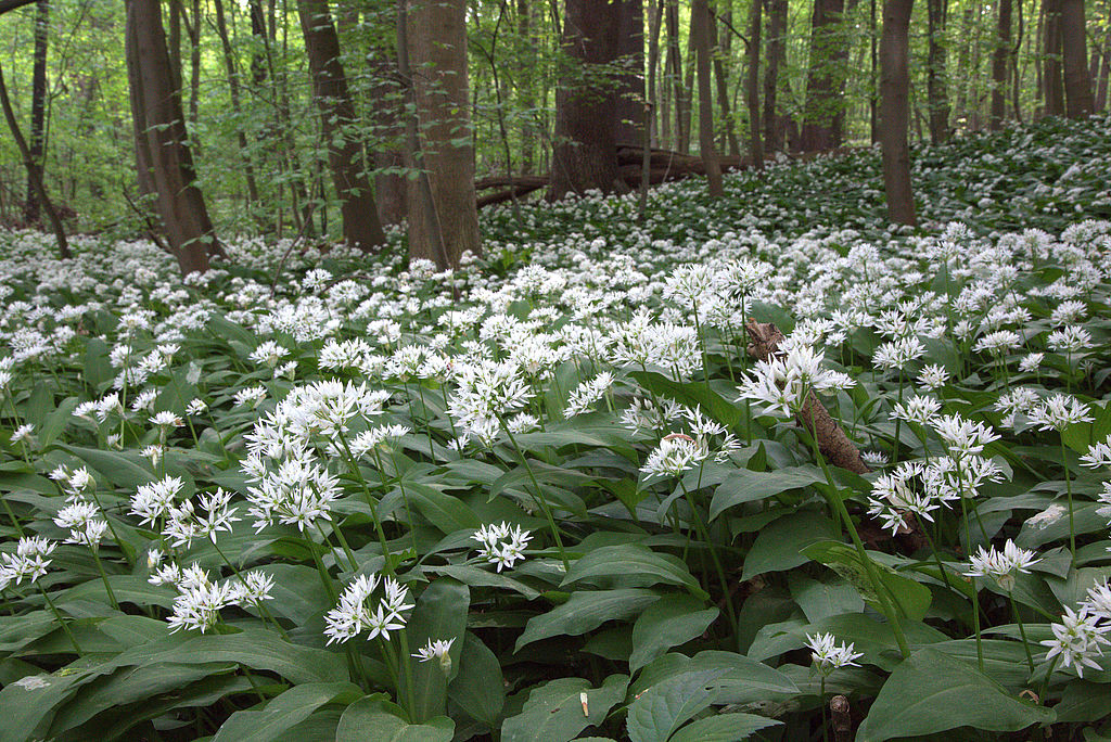 NSG 49, Bärlauch Allium ursinum im forstnutzungsfreien Laubmischwald aus Eiche, Buche und Edellaubholz westlich des großen Erdfalls im Nordosten des NSG „Rautenschlag“ (kreisfreie Stadt Weimar, gleichzeitig Naturwaldparzelle „Raufenschlag“). (Foto: Holm Wenzel, 12.05.2016)