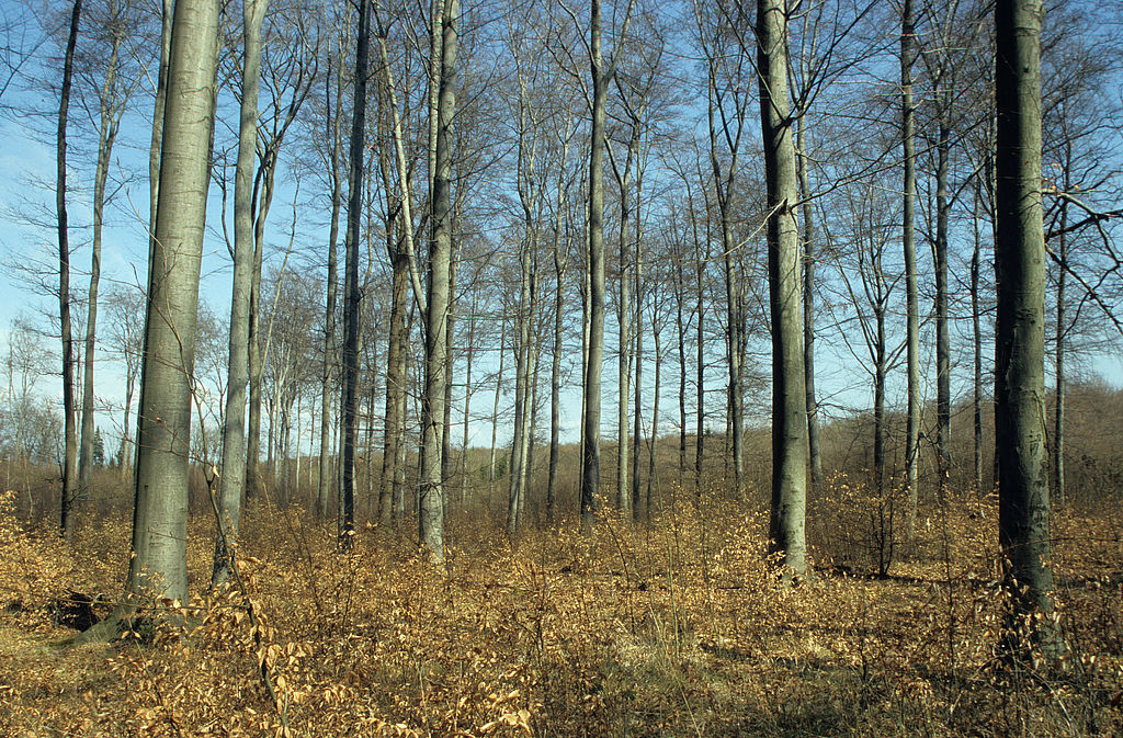 NSG 49, forstnutzungsfreier Waldmeister-Buchenwald im Zentrum des NSG „Rautenschlag“ (kreisfreie Stadt Weimar, gleichzeitig Naturwaldparzelle „Raufenschlag“). (Foto: Holm Wenzel, 09.04.2004)