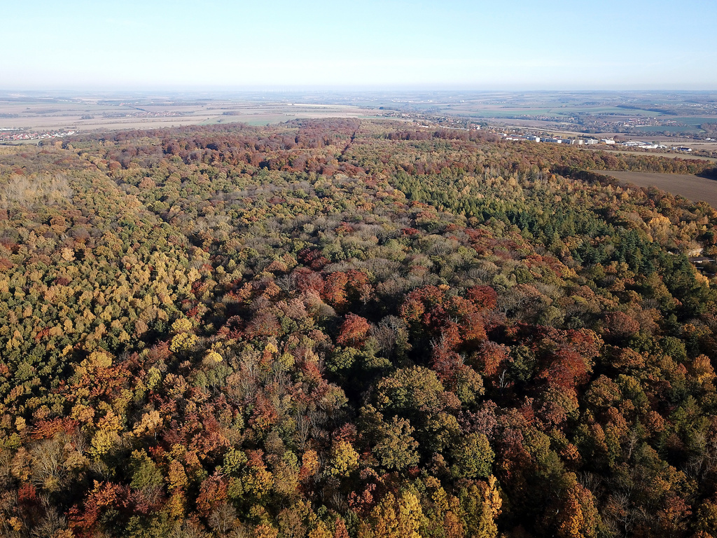 NSG 050, Blick von Westsüdwest auf das NSG „Prinzenschneise“ mit dem Totalreservat in der Bildmitte. Hinten links: der Ort Großobringen (Landkreis Weimarer Land), hinten rechts: Weimar-Schöndorf mit Schöndorf-Waldstadt. (Foto: Holm Wenzel, 29.10.2021)