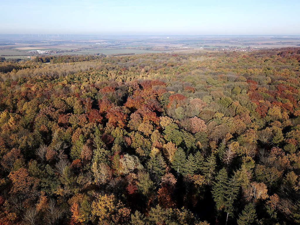 NSG 050, Blick von Südwesten auf Teil im Westen des NSG „Prinzenschneise“ östlich des Wasserhochbehälters an der Ettersburger Straße. (Foto: Holm Wenzel, 29.10.2021)