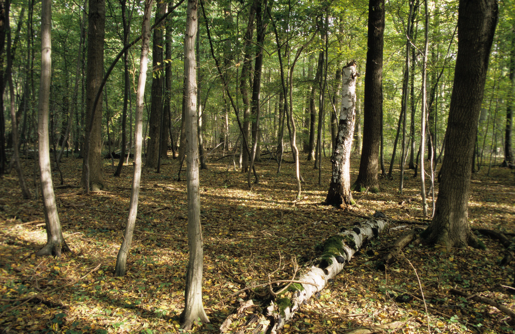 NSG 050, Labkraut-Eichen-Hainbuchenwald im Totalreservat des NSG „Prinzenschneise“. (Foto: Holm Wenzel, 21.10.2009)