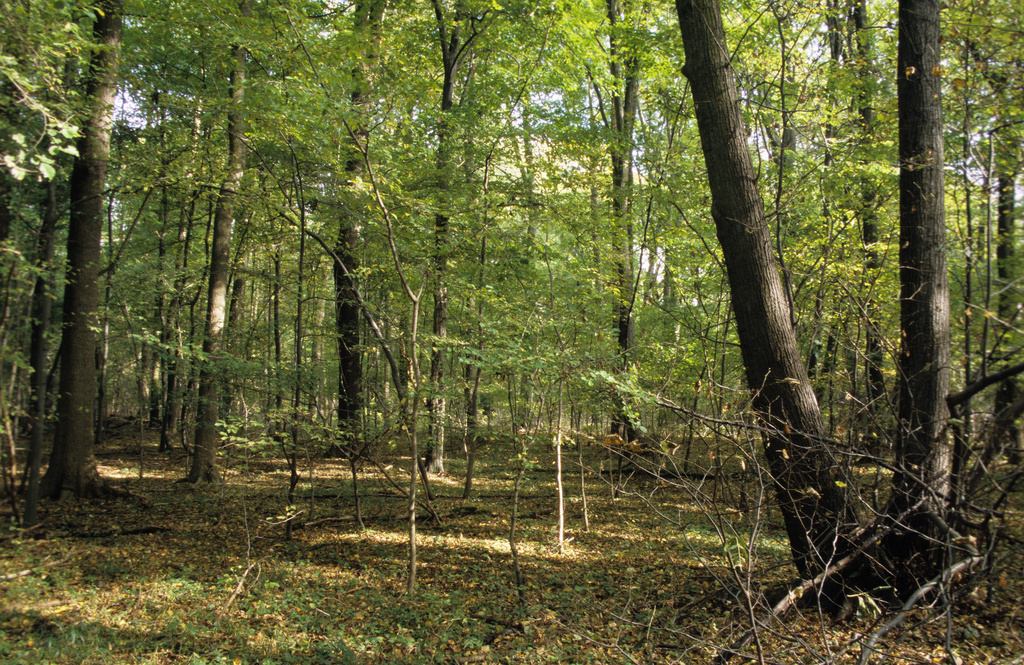 NSG 050, Labkraut-Eichen-Hainbuchenwald im westlichen Teil des NSG „Prinzenschneise“. (Foto: Holm Wenzel, 21.10.2009)