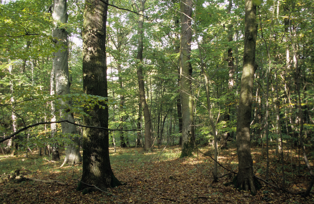 NSG 050, Labkraut-Eichen-Hainbuchenwald mit Übergang zum Hainsimsen-Buchenwald im westlichen Teil des NSG „Prinzenschneise“. (Foto: Holm Wenzel, 21.10.2009)
