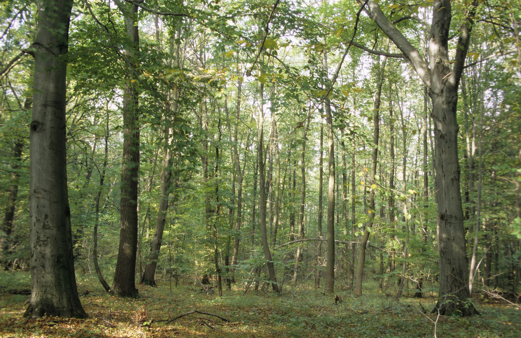 NSG 050, Hainsimsen-Buchenwald mit Trauben-Eiche im mittleren Teil des NSG „Prinzenschneise“. (Foto: Holm Wenzel, 21.10.2009)