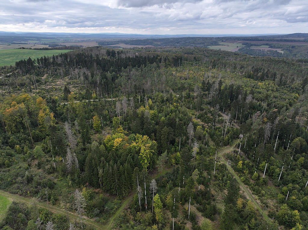 NSG 052, Blick von Ostnordost auf zentralen Teil des NSG „Maientännig“ südlich Kranichfeld (Landkreis Weimarer Land) mit zahlreichen Weiß-Tannen (dunkelgrüne Kronen), Sanitärhieben und Dürrständern nach Borkenkäferbefall der Fichten, Bucheninseln und eingestreuten Wald-Kiefern. Hinten links: Windberg. (Foto: Holm Wenzel, 06.10.2024)