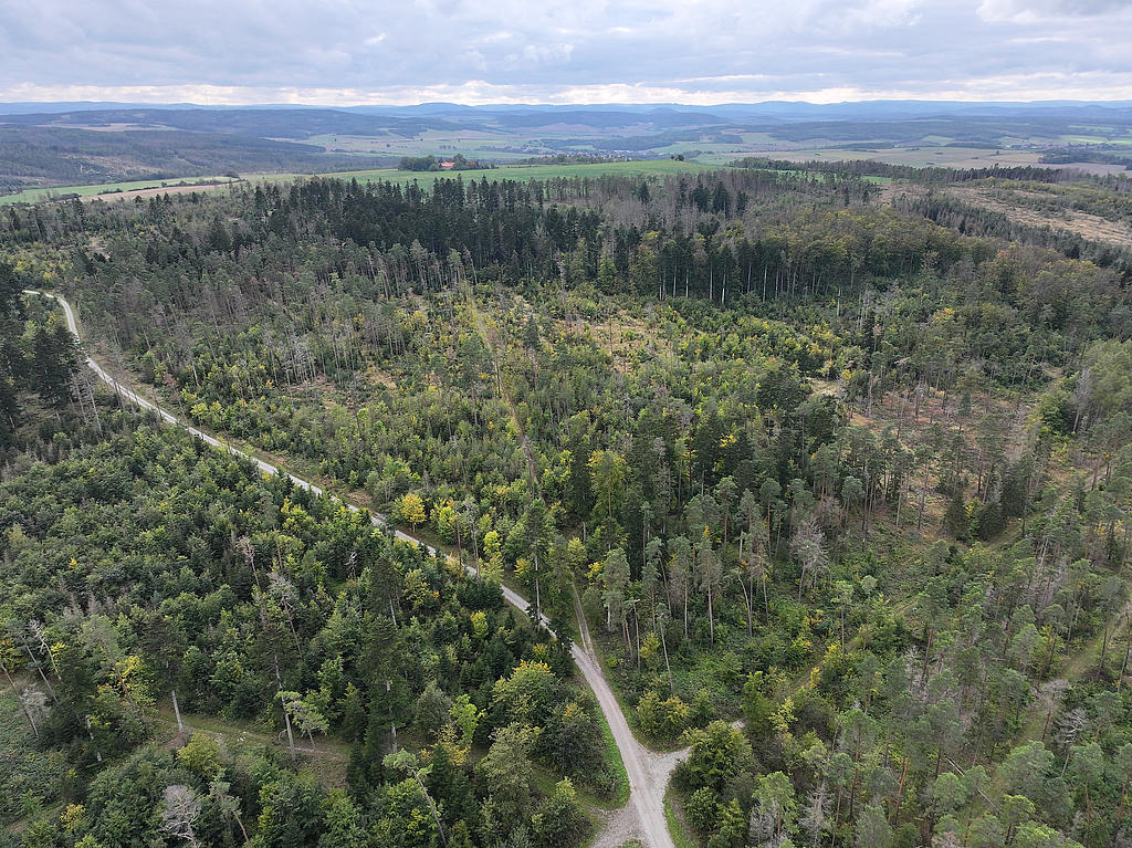 NSG 052, Blick von Nordosten auf zentralen bis südlichen Teil des NSG „Maientännig“ südlich Kranichfeld (Landkreis Weimarer Land) mit zahlreichen Weiß-Tannen (dunkelgrüne Kronen), Sanitärhieben und Dürrständern nach Borkenkäferbefall der Fichten, Bucheninseln und eingestreuten Wald-Kiefern. Hinten: Kaffenburg (kleine Siedlung mit Burgwüstung ostsüdöstlich Barchfeld) und Windberg. (Foto: Holm Wenzel, 06.10.2024)