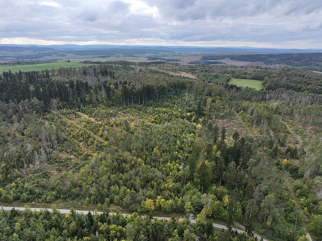NSG 052, Blick von Osten auf zentralen bis südwestlichen Teil des NSG „Maientännig“ südlich Kranichfeld (Landkreis Weimarer Land) mit zahlreichen Weiß-Tannen (dunkelgrüne Kronen), Sanitärhieben und Dürrständern nach Borkenkäferbefall der Fichten, Bucheninseln und eingestreuten Wald-Kiefern. (Foto: Holm Wenzel, 06.10.2024)