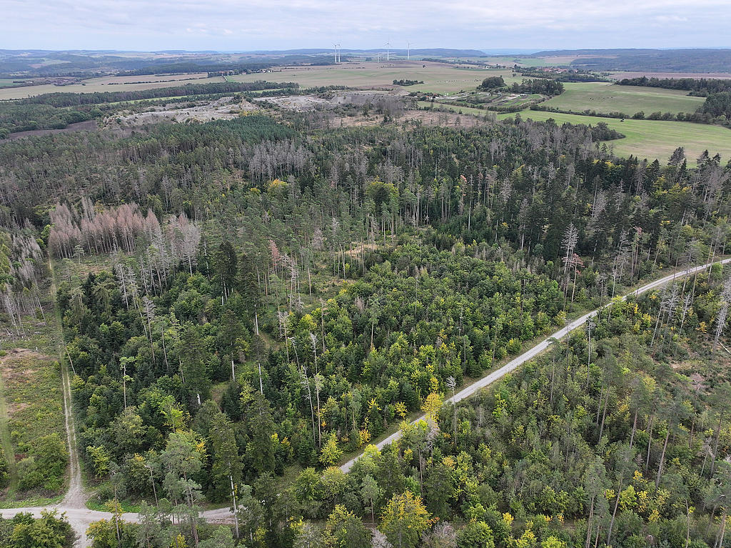 NSG 052, Blick von Westen auf östlichen Teil des NSG „Maientännig“ südlich Kranichfeld (Landkreis Weimarer Land) mit zahlreichen Weiß-Tannen (dunkelgrüne Kronen), Sanitärhieben und Dürrständern nach Borkenkäferbefall der Fichten, eingestreuten Wald-Kiefern und Buchen. Hinten: Kalksteinbruch Rittersdorf und Motocrossstrecke am Salzberg. (Foto: Holm Wenzel, 06.10.2024)
