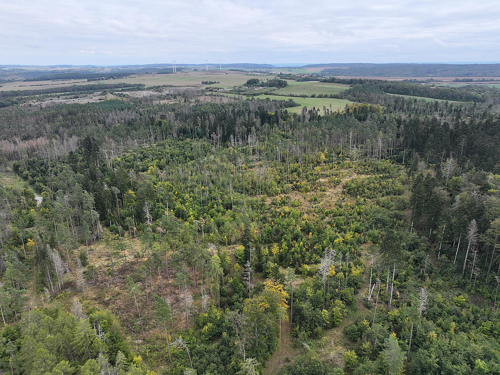 NSG 052, Blick von Westen auf zentralen und östlichen Teil des NSG „Maientännig“ südlich Kranichfeld (Landkreis Weimarer Land) mit zahlreichen Weiß-Tannen (dunkelgrüne Kronen), Sanitärhieben und Dürrständern nach Borkenkäferbefall der Fichten, eingestreuten Wald-Kiefern und Buchen. Hinten links: Kalksteinbruch Rittersdorf, rechts daneben Motocrossstrecke am Salzberg. (Foto: Holm Wenzel, 06.10.2024)