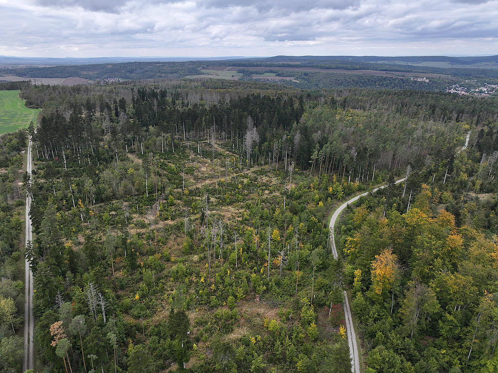 NSG 052, Blick von Osten auf südlichen Teil des NSG „Maientännig“ südlich Kranichfeld (Landkreis Weimarer Land) mit zahlreichen Weiß-Tannen (dunkelgrüne Kronen), Sanitärhieben und Dürrständern nach Borkenkäferbefall der Fichten, eingestreuten Wald-Kiefern und Bucheninseln. Hinten rechts: Kranichfeld mit Oberschloss. (Foto: Holm Wenzel, 06.10.2024)