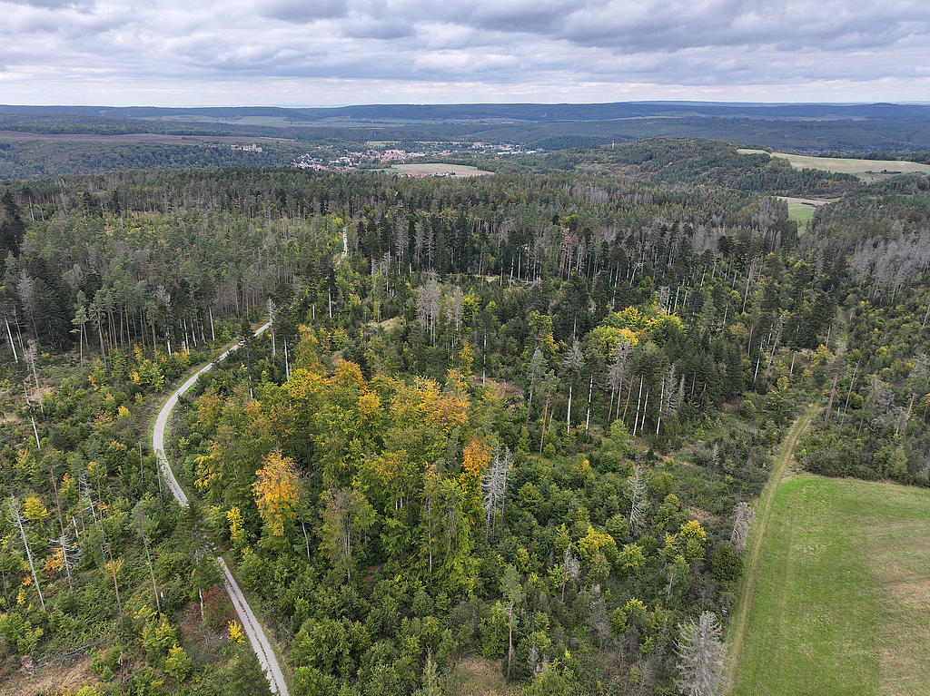 NSG 052, Blick von Süden auf östlichen Teil des NSG „Maientännig“ südlich Kranichfeld (Landkreis Weimarer Land) mit zahlreichen Weiß-Tannen (dunkelgrüne Kronen), Sanitärhieben und Dürrständern nach Borkenkäferbefall der Fichten, eingestreuten Wald-Kiefern und Bucheninseln. Hinten: Kranichfeld. (Foto: Holm Wenzel, 06.10.2024)