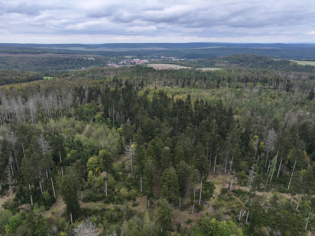 NSG 052, Blick von Süden auf zentralen Teil des NSG „Maientännig“ südlich Kranichfeld (Landkreis Weimarer Land) mit zahlreichen Weiß-Tannen (dunkelgrüne Kronen), Sanitärhieben und Dürrständern nach Borkenkäferbefall der Fichten, eingestreuten Wald-Kiefern und Bucheninseln. Hinten: Kranichfeld. (Foto: Holm Wenzel, 06.10.2024)