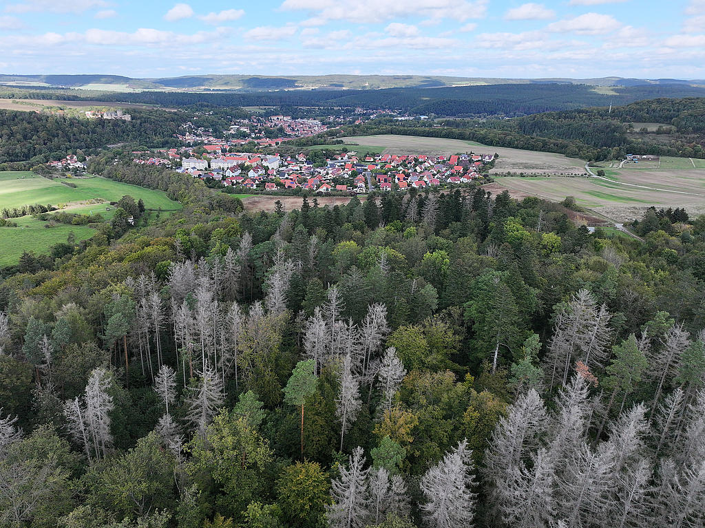 NSG 052, Blick von Süden auf nördlichsten, aus der forstlichen Nutzung genommenen Teil des NSG „Maientännig“ südlich Kranichfeld (Landkreis Weimarer Land) mit Weiß-Tannen (dunkelgrüne Kronen), Buchen, Wald-Kiefern und Fichten-Dürrständern nach Borkenkäferbefall sowie weiterem Laubholz wie Eichen, Berg-Ahorn, Eschen und Hainbuchen. (Foto: Holm Wenzel, 06.10.2024)