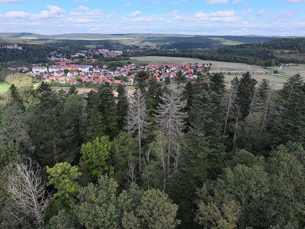 NSG 052, Blick von Süden auf Weiß-Tannen (dunkelgrüne Kronen) sowie eingestreute Wald-Kiefern, Fichten-Dürrständer nach Borkenkäferbefall und weiteres Laubholz wie Eichen und Eschen im nördlichsten, aus der forstlichen Nutzung genommenen Teil des NSG „Maientännig“ südlich Kranichfeld (Landkreis Weimarer Land). (Foto: Holm Wenzel, 06.10.2024)