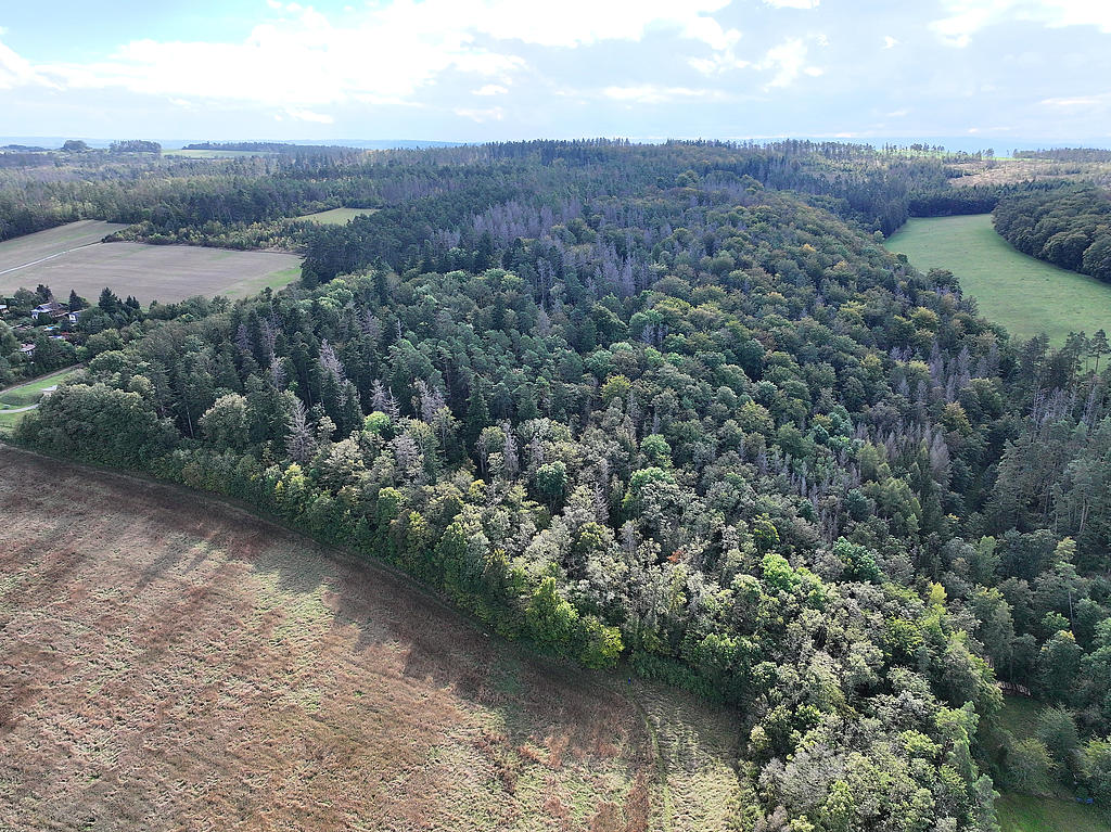 NSG 052, Blick von Nordnordwest auf nördlichen „Zipfel“ des NSG „Maientännig“ südlich Kranichfeld (Landkreis Weimarer Land) mit Weiß-Tannen (dunkelgrüne Kronen), Buchen, Wald-Kiefern und Fichten-Dürrständern nach Borkenkäferbefall sowie weiterem Laubholz wie Eichen, Berg-Ahorn, Eschen und Hainbuchen sowie ganz im Norden mit aus der forstlichen Nutzung genommener Teilfläche. (Foto: Holm Wenzel, 06.10.2024)