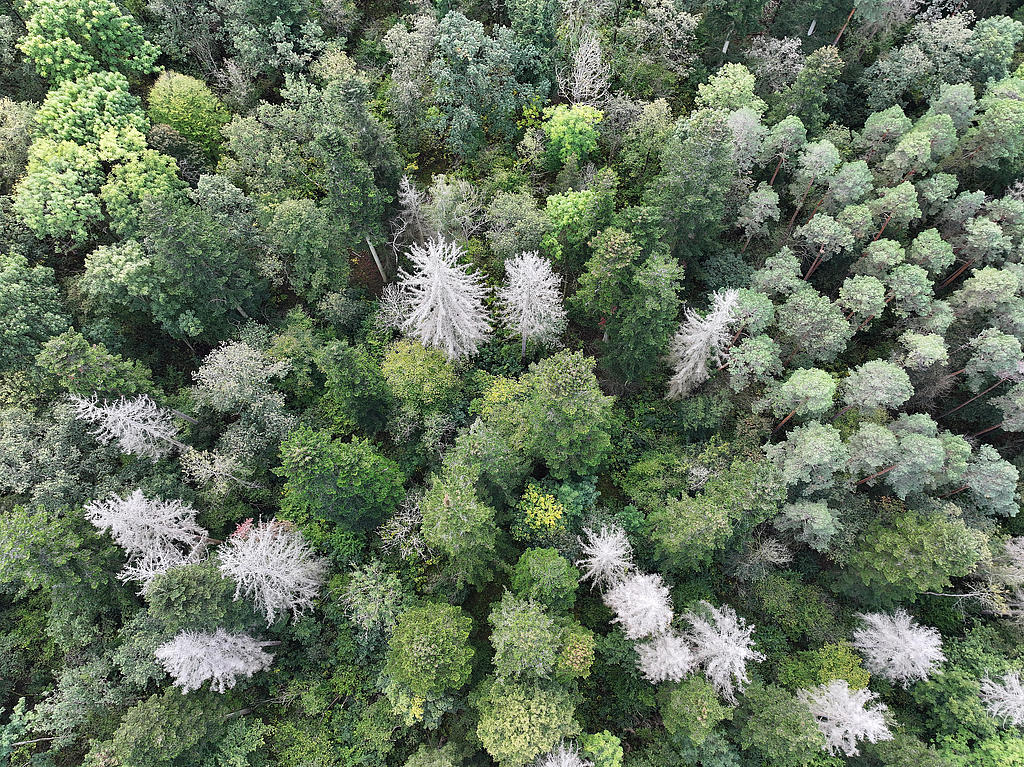 NSG 052, Draufsicht auf Kronen insbesondere von Weiß-Tannen, Wald-Kiefern und Fichten-Dürrständern nach Borkenkäferbefall im aus der forstlichen Nutzung genommenen nördlichsten Teil des NSG „Maientännig“ südlich Kranichfeld (Landkreis Weimarer Land). (Foto: Holm Wenzel, 06.10.2024)