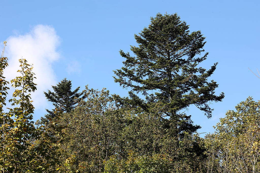 NSG 052, Laubmischwald mit Überhälter von Weiß-Tanne im aus der forstlichen Nutzung genommenen nördlichsten Teil des NSG „Maientännig“ südlich Kranichfeld (Landkreis Weimarer Land). (Foto: Holm Wenzel, 06.10.2024)