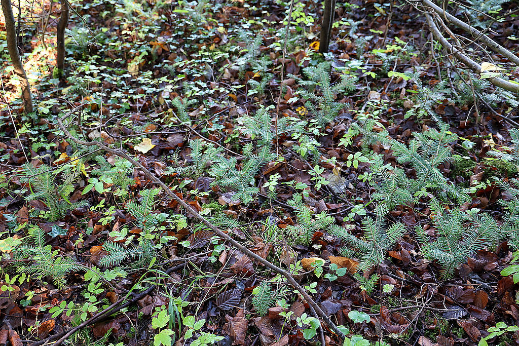 NSG 052, Weißtannen-Naturverjüngung ohne Zaun im Norden des NSG „Maientännig“ südlich Kranichfeld (Landkreis Weimarer Land). (Foto: Holm Wenzel, 06.10.2024)
