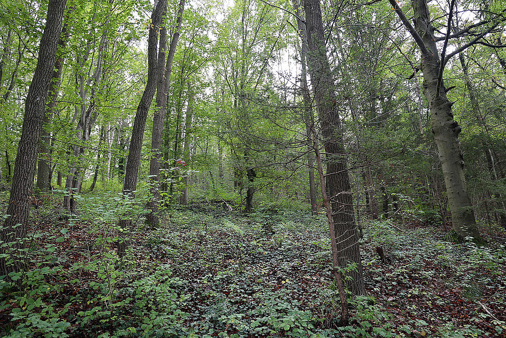 NSG 052, Laubmischwald mit Eiche und Buche im aus der forstlichen Nutzung genommenen nördlichsten Teil des NSG „Maientännig“ südlich Kranichfeld (Landkreis Weimarer Land). (Foto: Holm Wenzel, 06.10.2024)