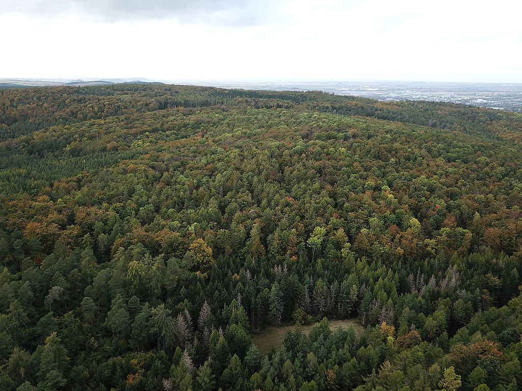 NSG 57, Blick von Südosten auf den westlichen und zentralen Teil des NSG „Große Luppe“ südlich Arnstadt und östlich Siegelbach (Ilm-Kreis) mit aus der forstlichen Nutzung genommener Waldfläche (Bildmitte bis rechts). Im Hintergrund: Arnstadt. (Foto: Holm Wenzel, 22.10.2023)