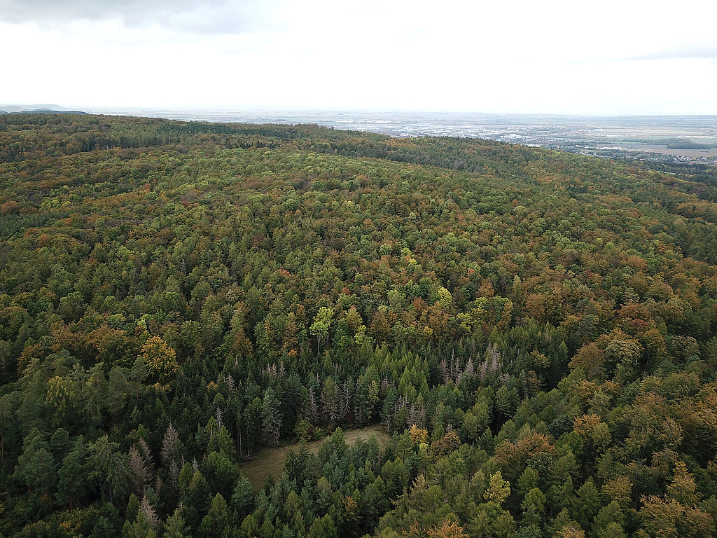 NSG 57, Blick von Südsüdost auf den zentralen und östlichen Teil des NSG „Große Luppe“ südlich Arnstadt und östlich Siegelbach (Ilm-Kreis) mit aus der forstlichen Nutzung genommener Waldfläche. Im Hintergrund: Arnstadt. (Foto: Holm Wenzel, 22.10.2023)