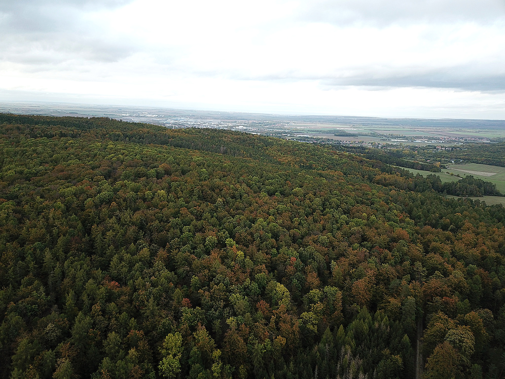 NSG 57, Blick von Südsüdwest auf den östlichen Teil des NSG „Große Luppe“ südlich Arnstadt und östlich Siegelbach (Ilm-Kreis) mit aus der forstlichen Nutzung genommener Waldfläche. (Foto: Holm Wenzel, 22.10.2023)