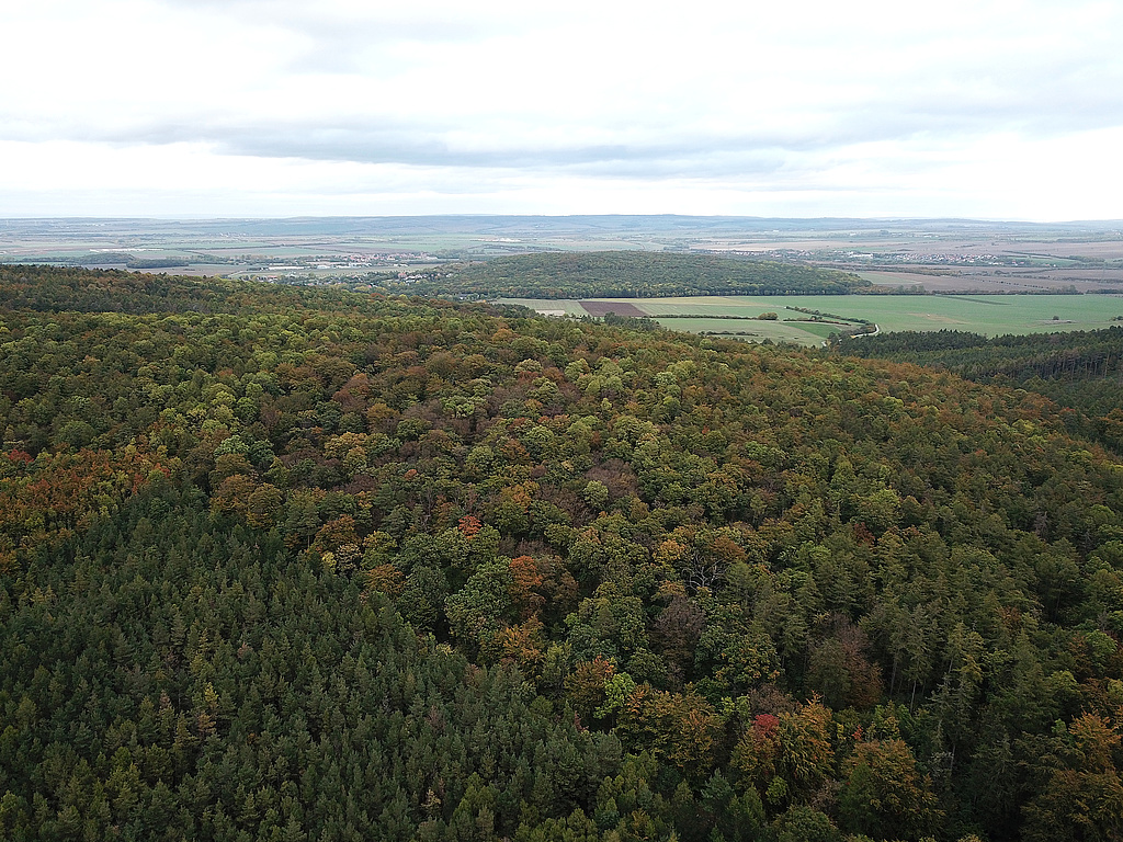 NSG 57, Blick von Südwesten auf den mittleren Teil des NSG „Große Luppe“ südlich Arnstadt und östlich Siegelbach (Ilm-Kreis) mit aus der forstlichen Nutzung genommener Waldfläche. Im Bildmittelgrund hinten: Waldgebiet des NSG 56 „Hain“. (Foto: Holm Wenzel, 22.10.2023)