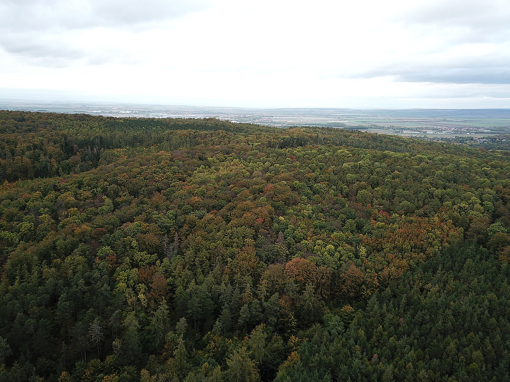 NSG 57, Blick von Südwesten auf den westlichen und mittleren Teil des NSG „Große Luppe“ südlich Arnstadt und östlich Siegelbach (Ilm-Kreis) mit aus der forstlichen Nutzung genommener Waldfläche (hier Bildmitte rechts). (Foto: Holm Wenzel, 22.10.2023)