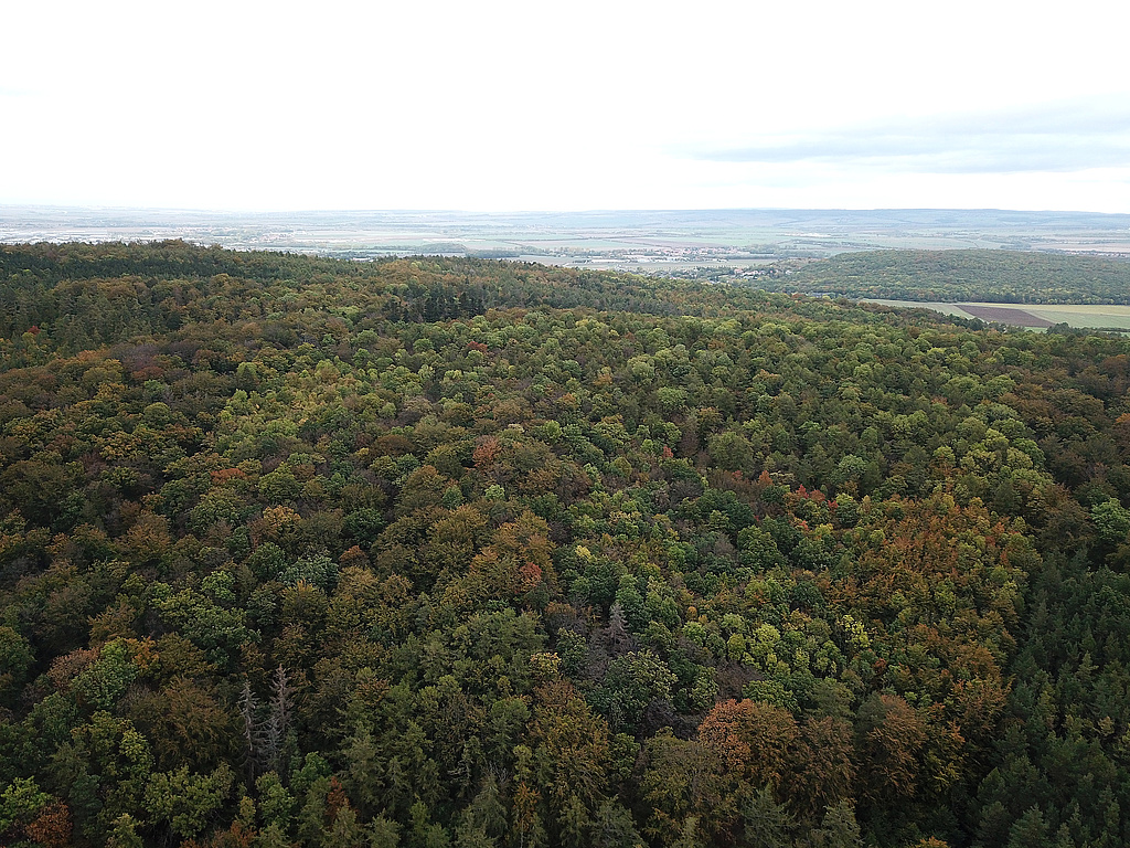 NSG 57, Blick von Südsüdwest auf zentralen Teil des NSG „Große Luppe“ südlich Arnstadt und östlich Siegelbach (Ilm-Kreis) mit aus der forstlichen Nutzung genommener Waldfläche. Im Bildmittelgrund hinten rechts: Waldgebiet des NSG 56 „Hain“. (Foto: Holm Wenzel, 22.10.2023)