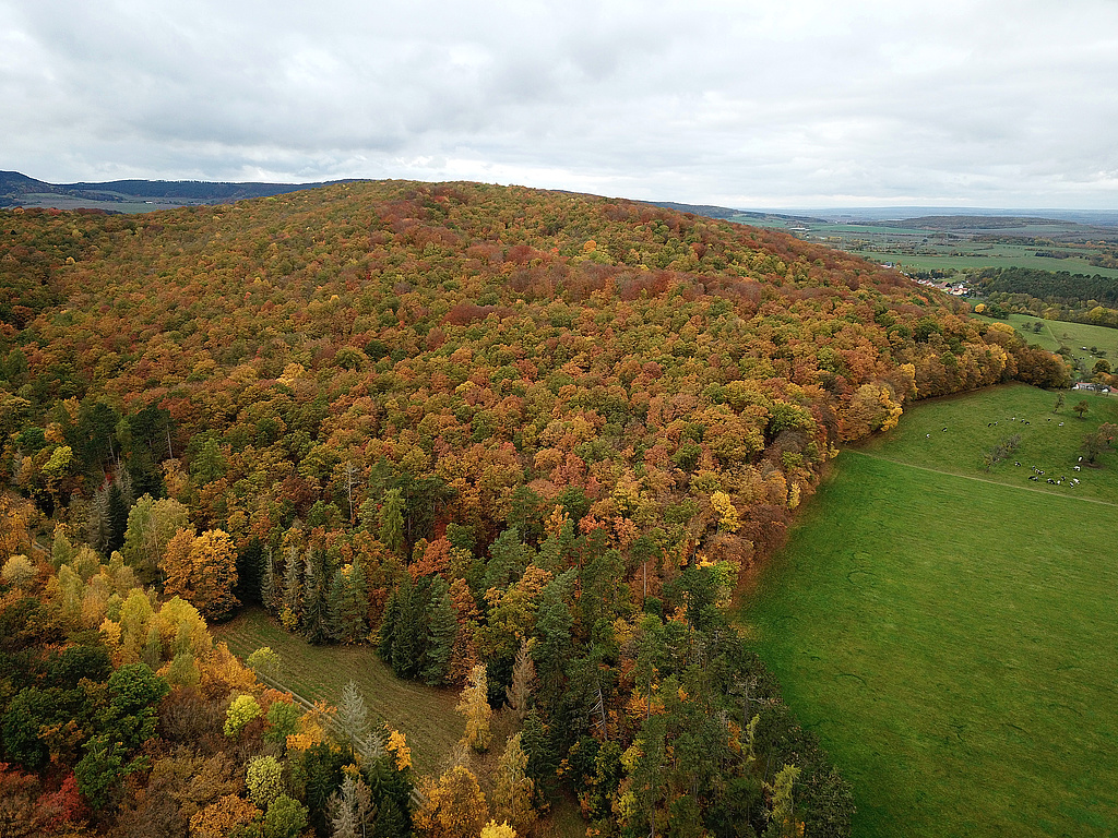 NSG 59, Blick von Südosten auf den (nördlichen) Willinger Berg im gleichnamigen NSG westlich bis südlich Oberwillingen (Ilm-Kreis). Im Vordergrund links: die sogenannte „Küche“ mit Grünland (nicht im NSG). (Foto: Holm Wenzel, 31.10.2023)